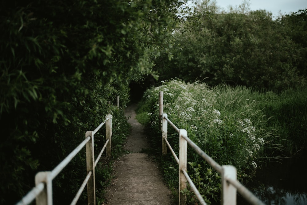 a path that is next to a body of water