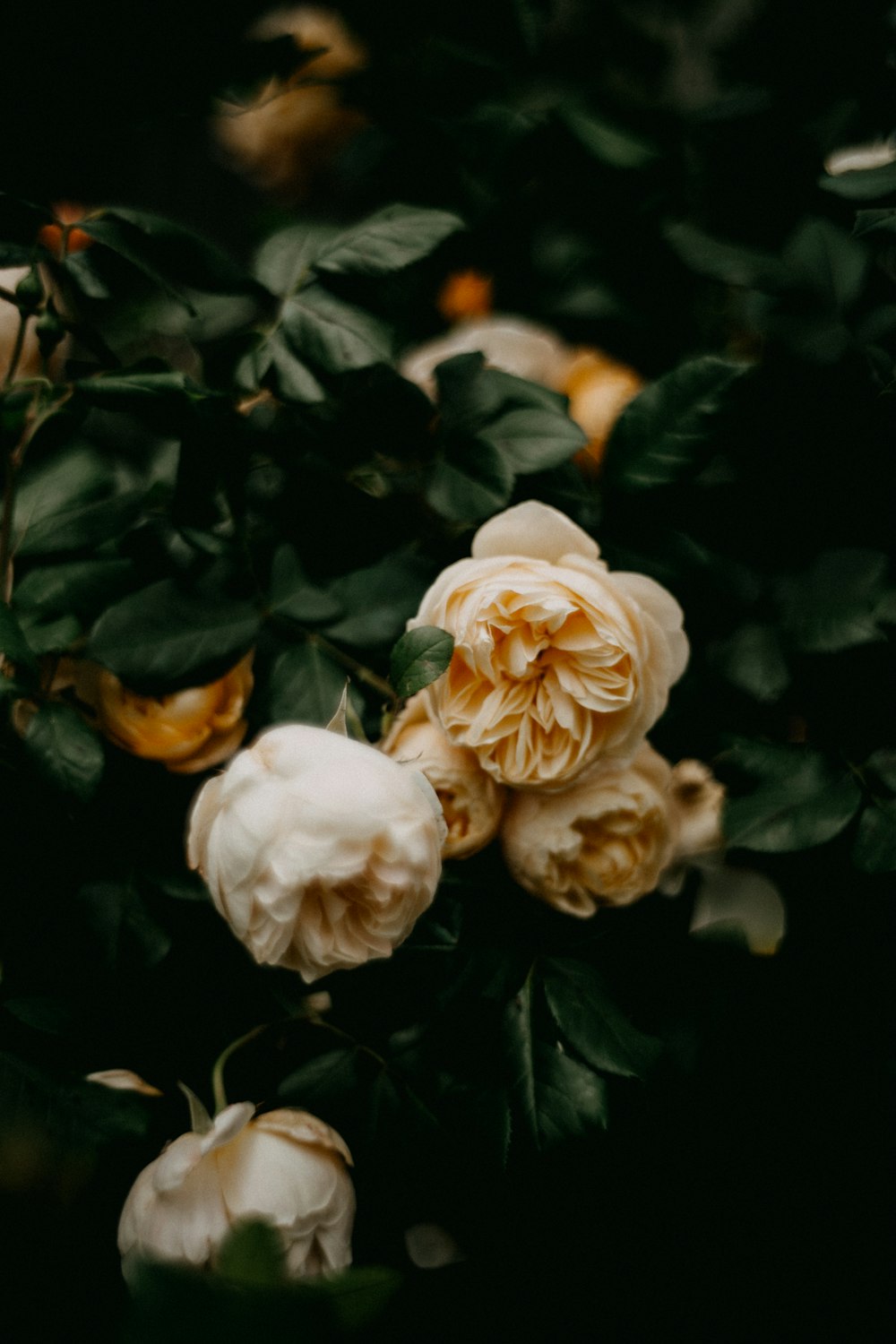 a bunch of flowers that are on a tree