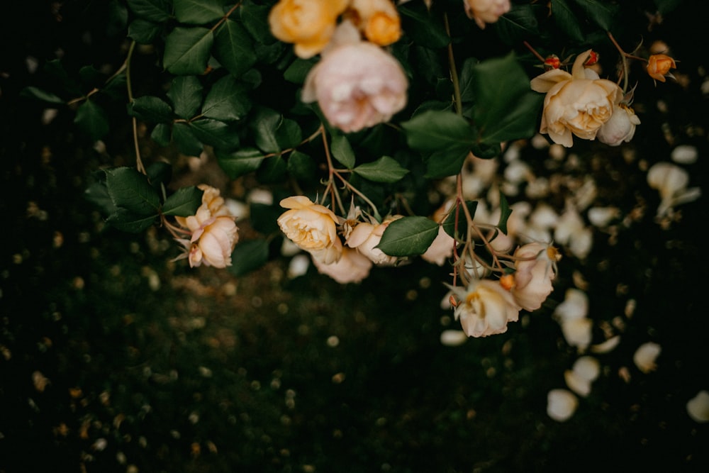 a bunch of flowers that are on a bush