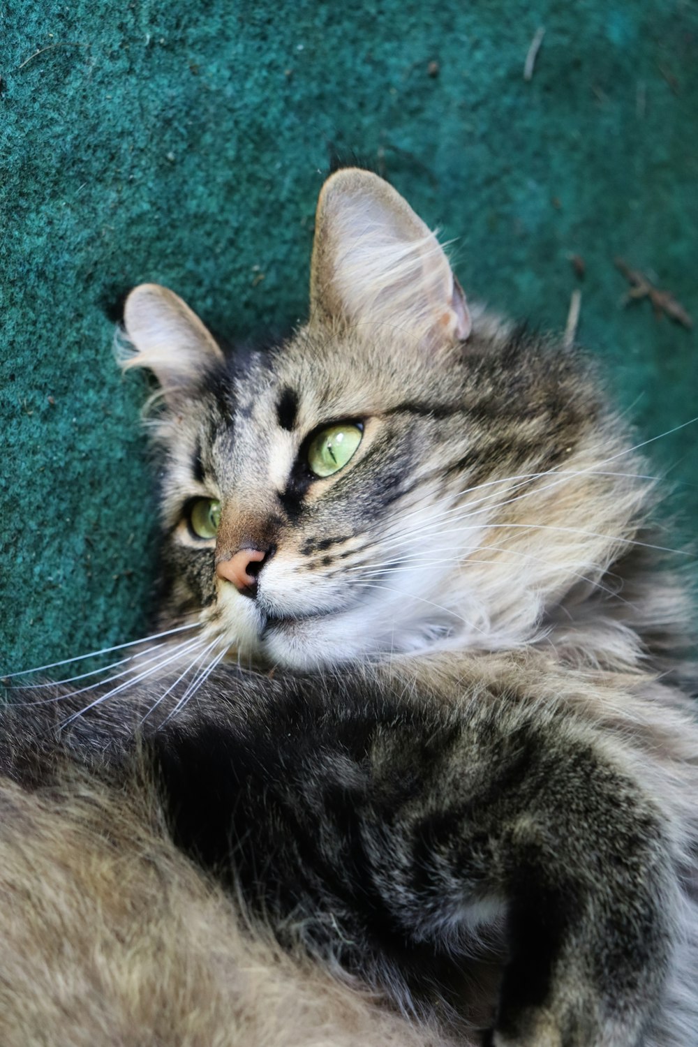 a cat laying on its back on the ground