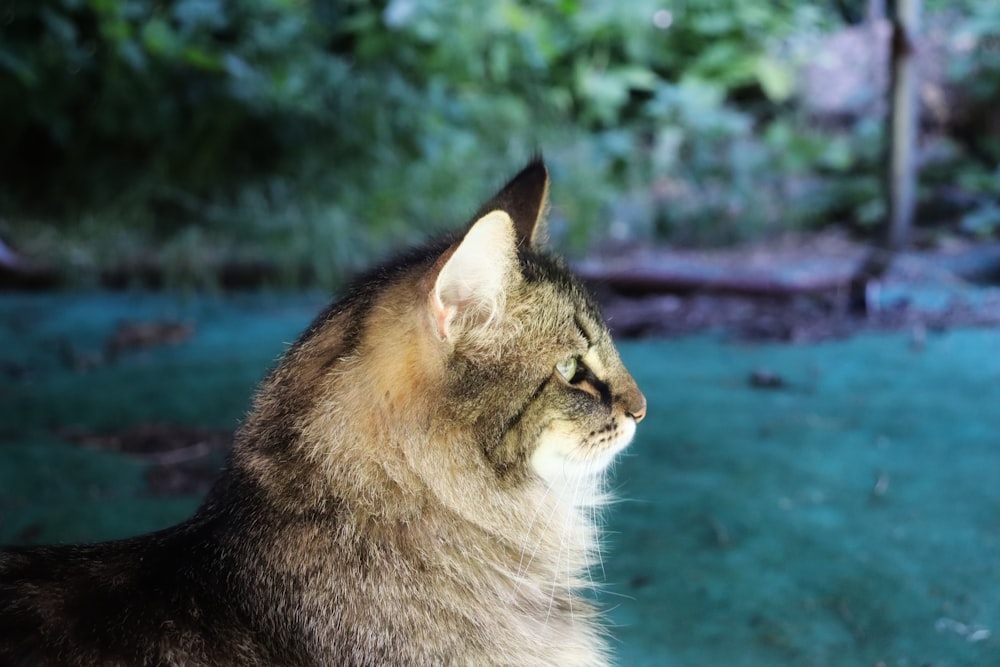 a close up of a cat with trees in the background