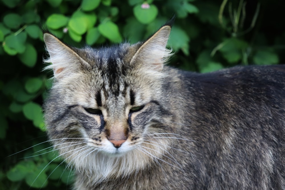 a close up of a cat with a bush in the background