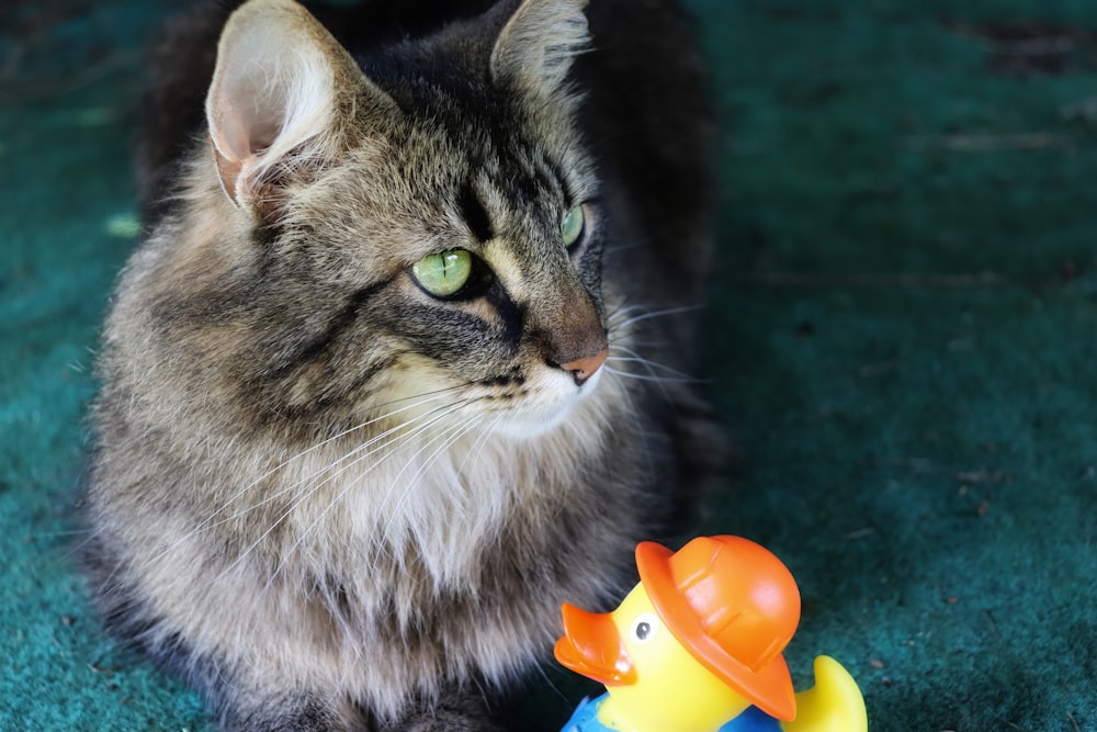 a cat sitting next to a toy rubber duck