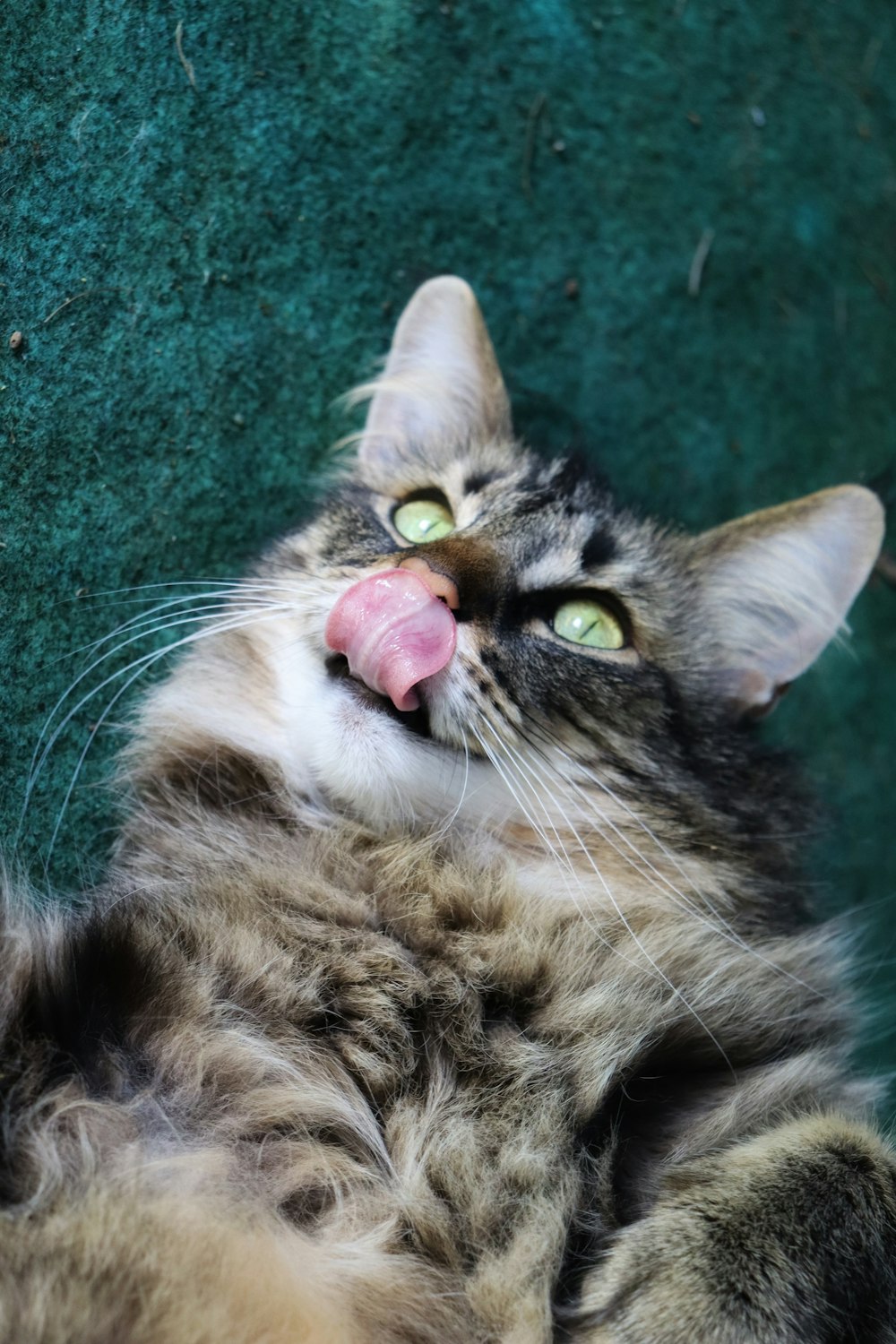 a cat laying on its back with its tongue hanging out