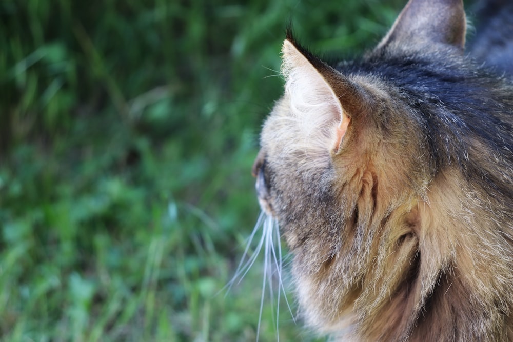 a close up of a cat with grass in the background