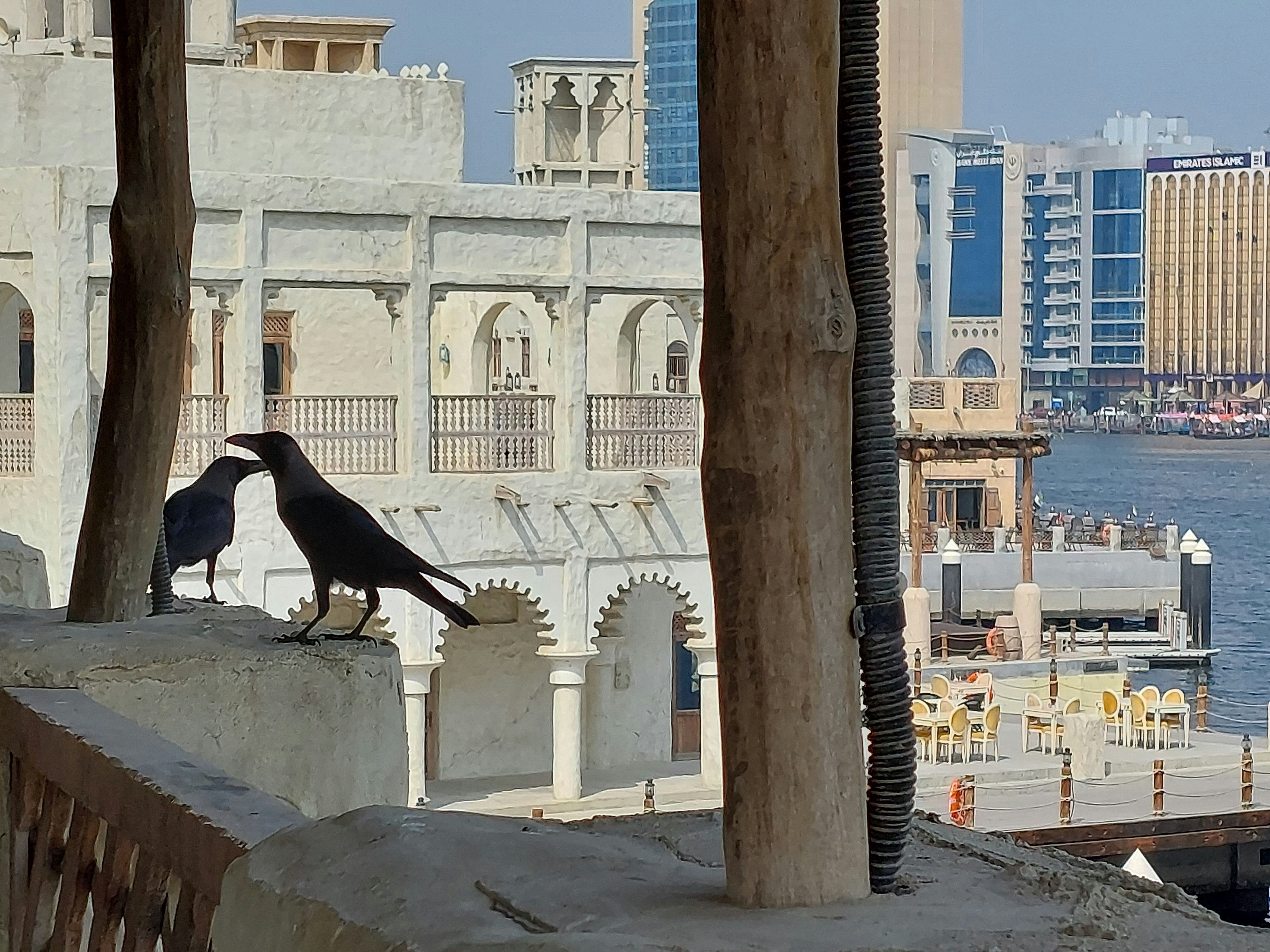 a couple of black birds sitting on top of a cement wall