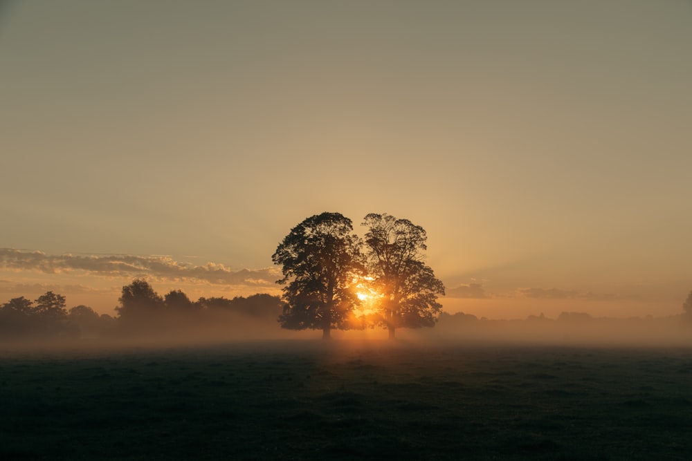 a foggy field with a lone tree in the distance