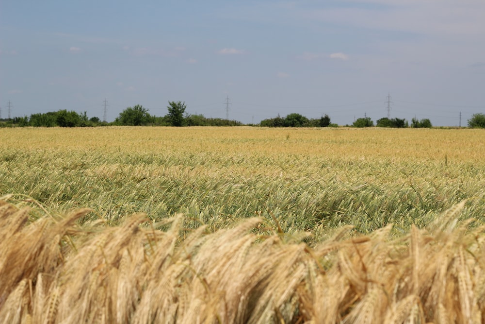 a large field of grass with a sky in the background