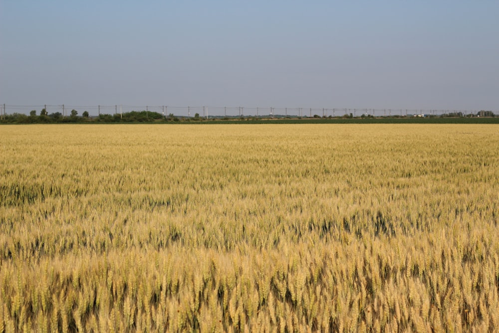 a field of wheat with power lines in the distance