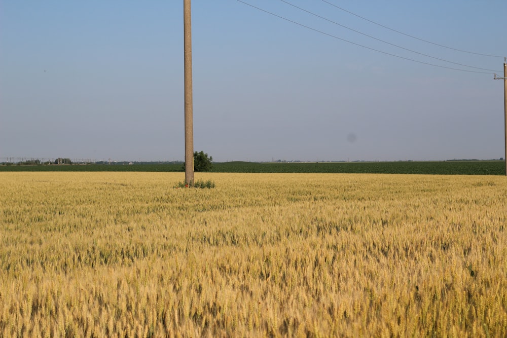 a field of wheat with power lines in the background