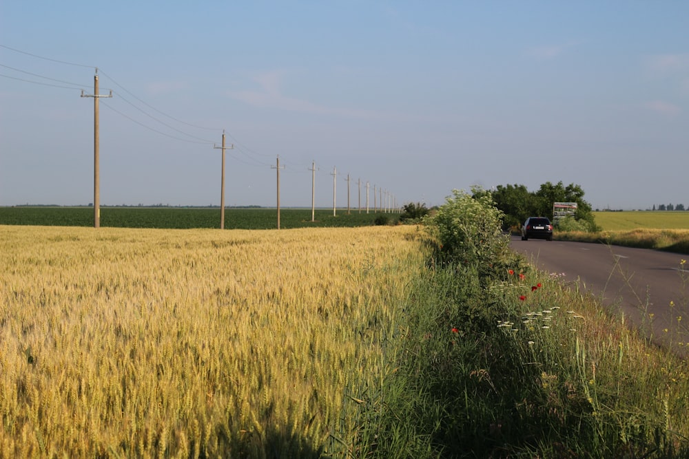 a car driving down a road near a wheat field