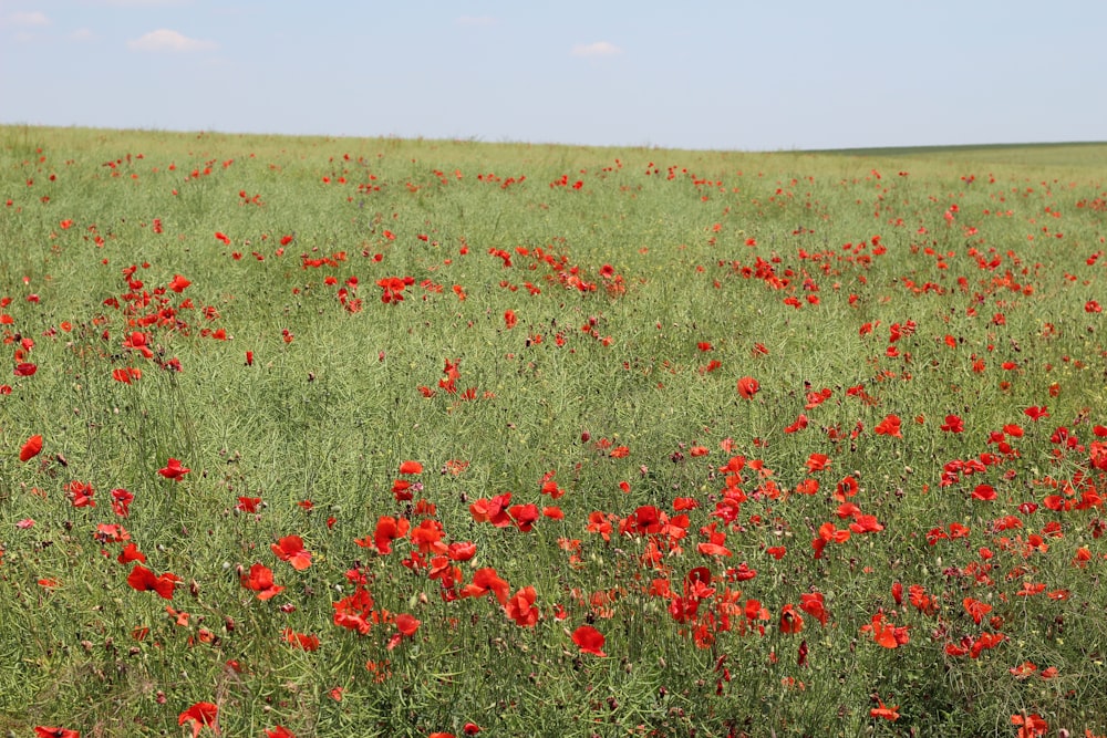 a field full of red flowers on a sunny day