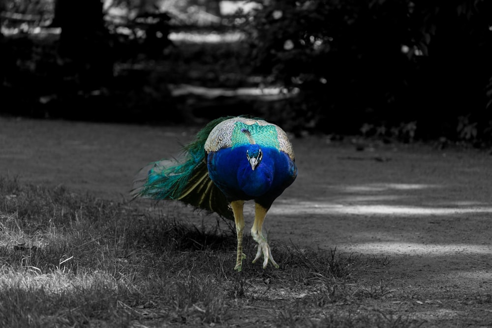 a peacock with a blue tail standing in the grass