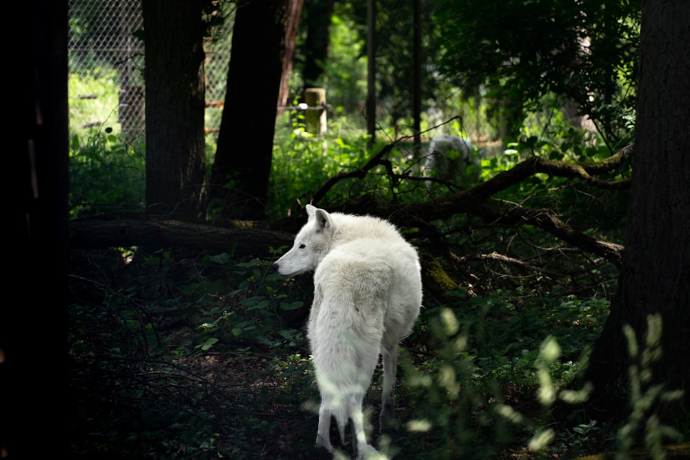 a white wolf walking through a forest filled with trees