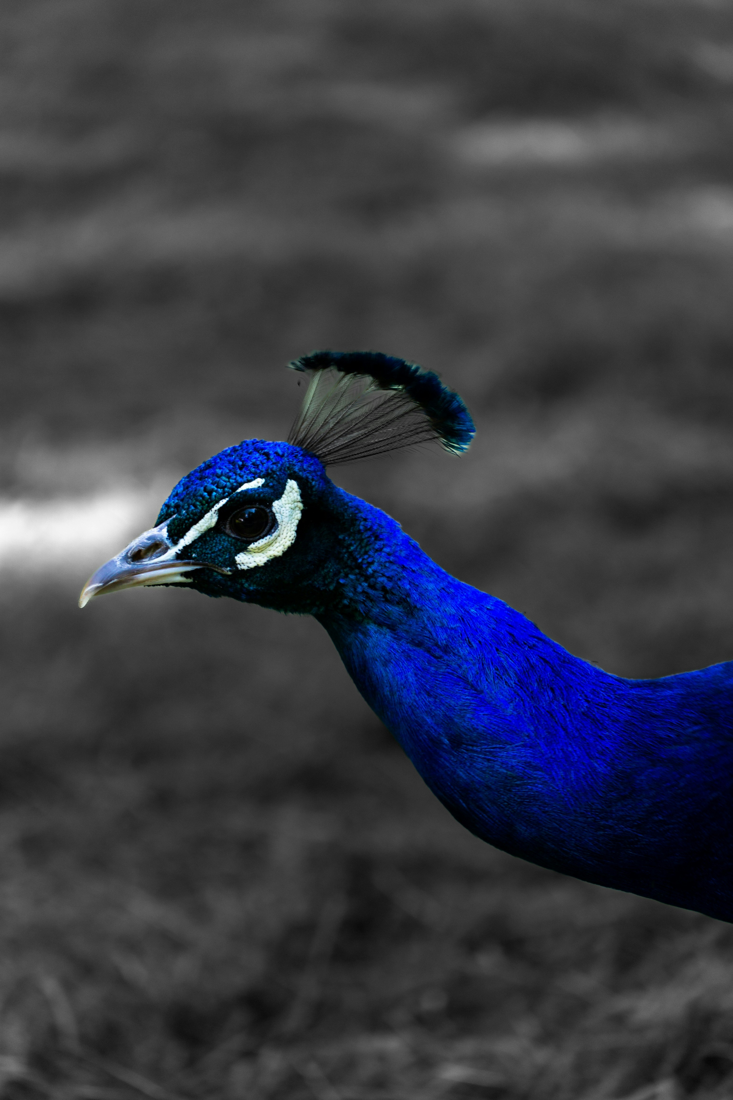 a blue bird with a black head and tail