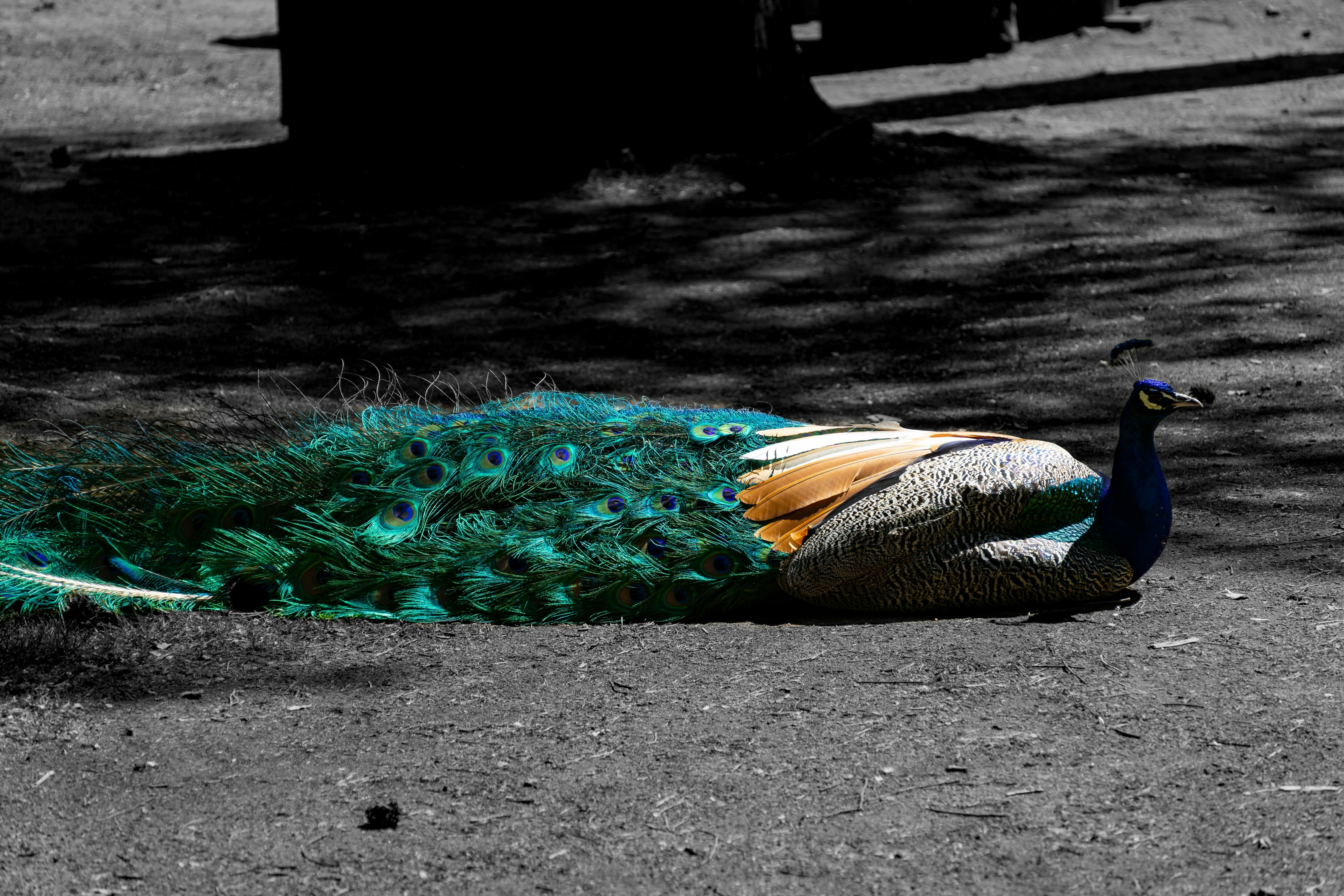 a peacock laying on the ground next to a tree