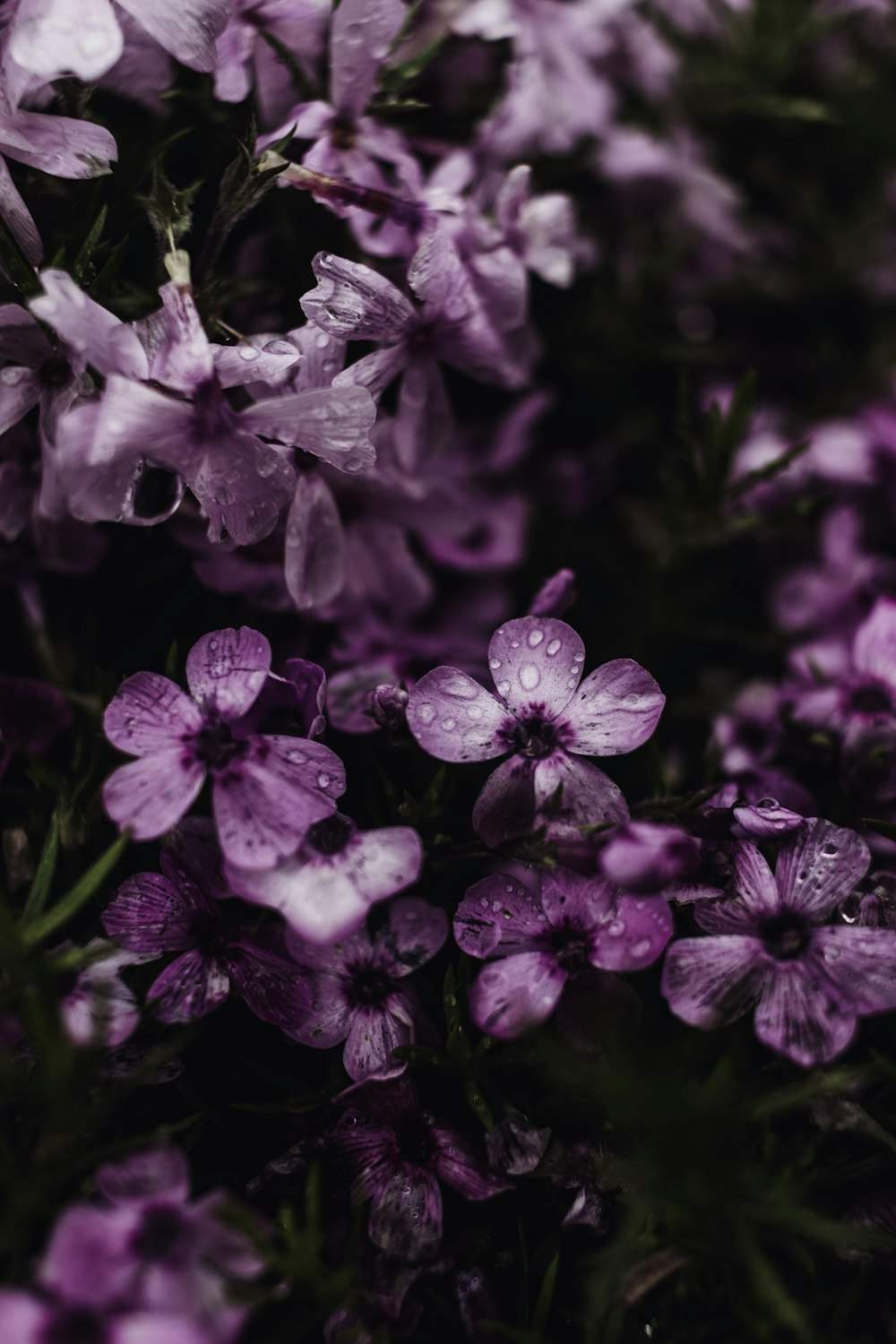 a bunch of purple flowers with water droplets on them