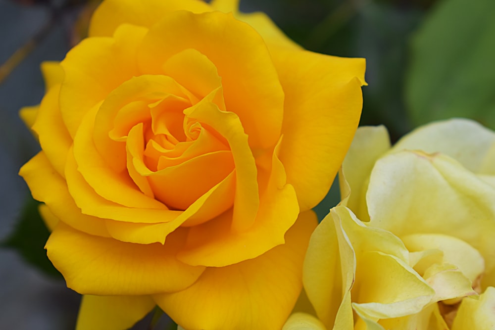 a close up of a yellow rose and a yellow rose