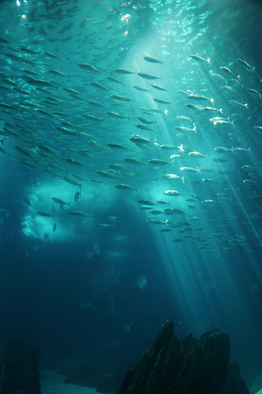 a large group of fish swimming under water