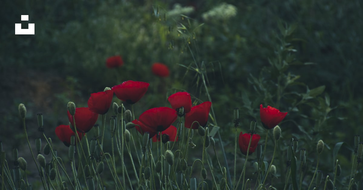 Un bouquet de fleurs rouges qui sont dans l’herbe photo – Image ...