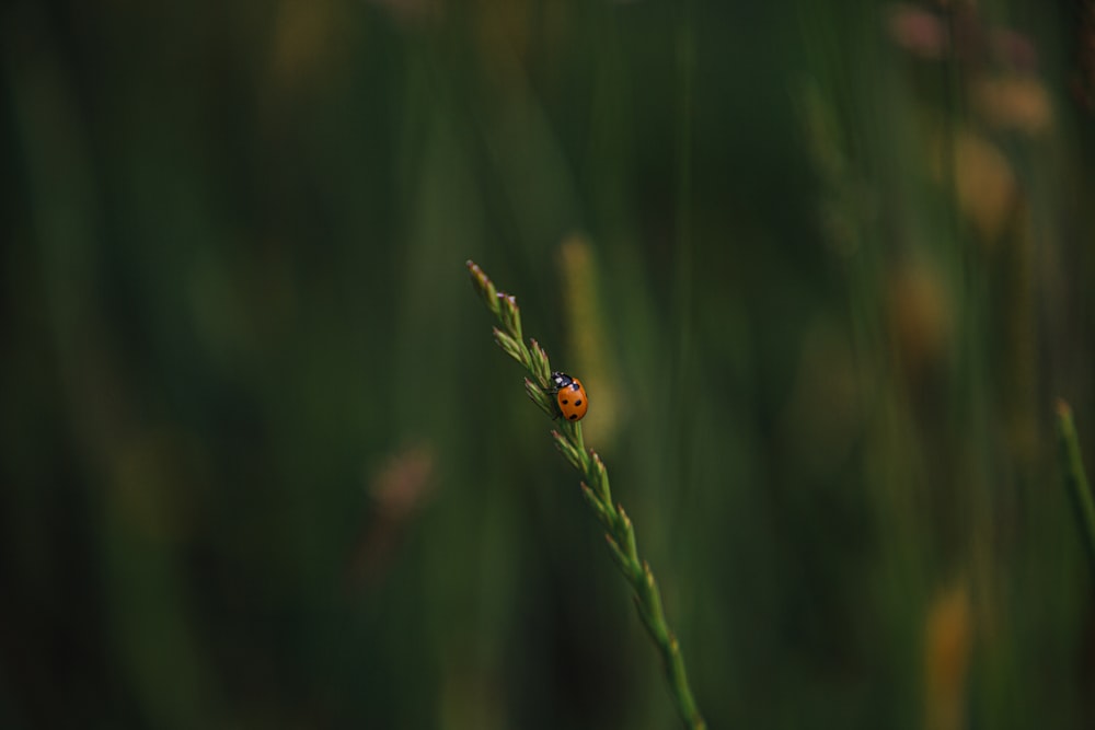 a lady bug sitting on top of a green plant