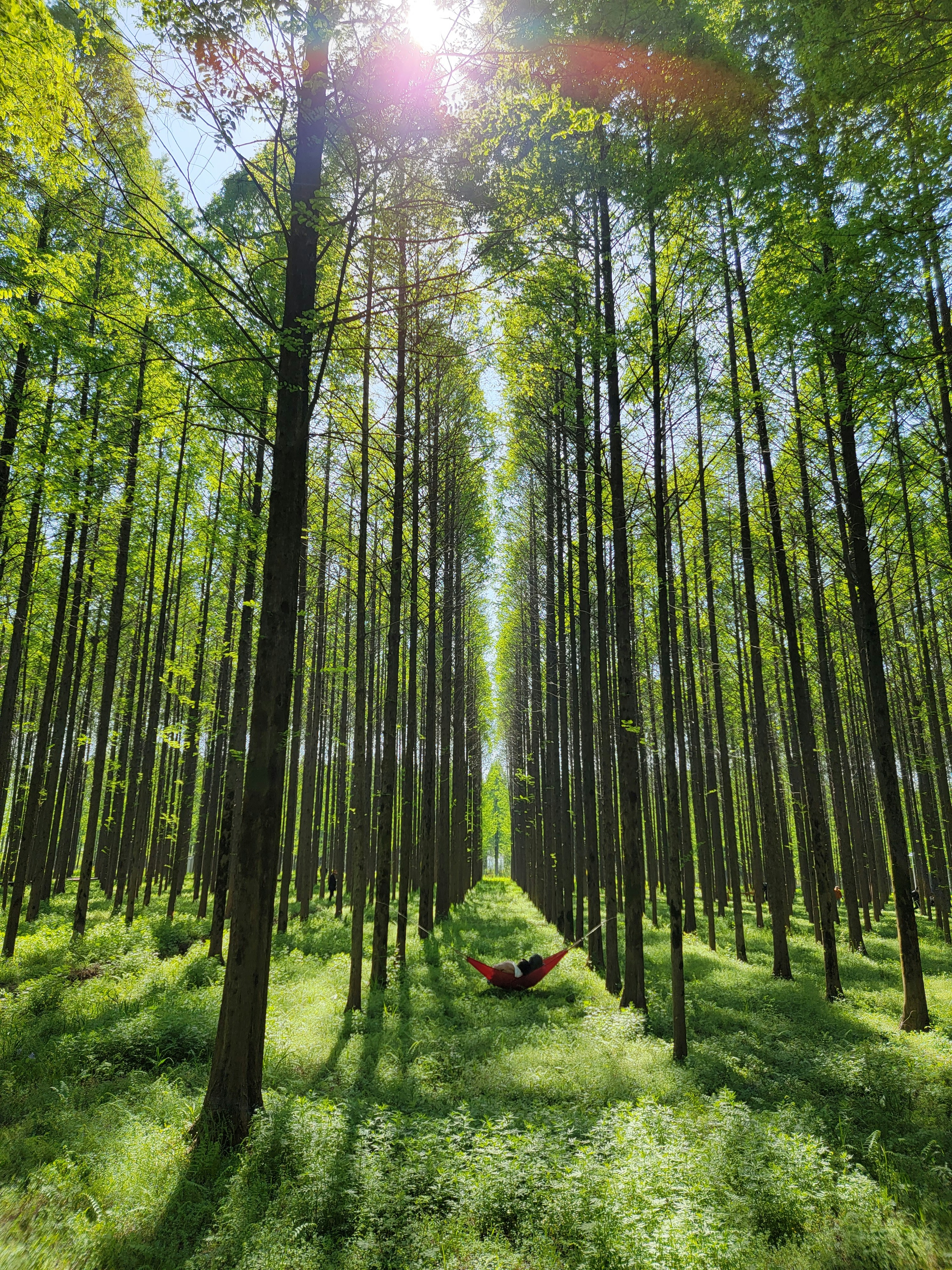 森の真ん中にあるハンモック