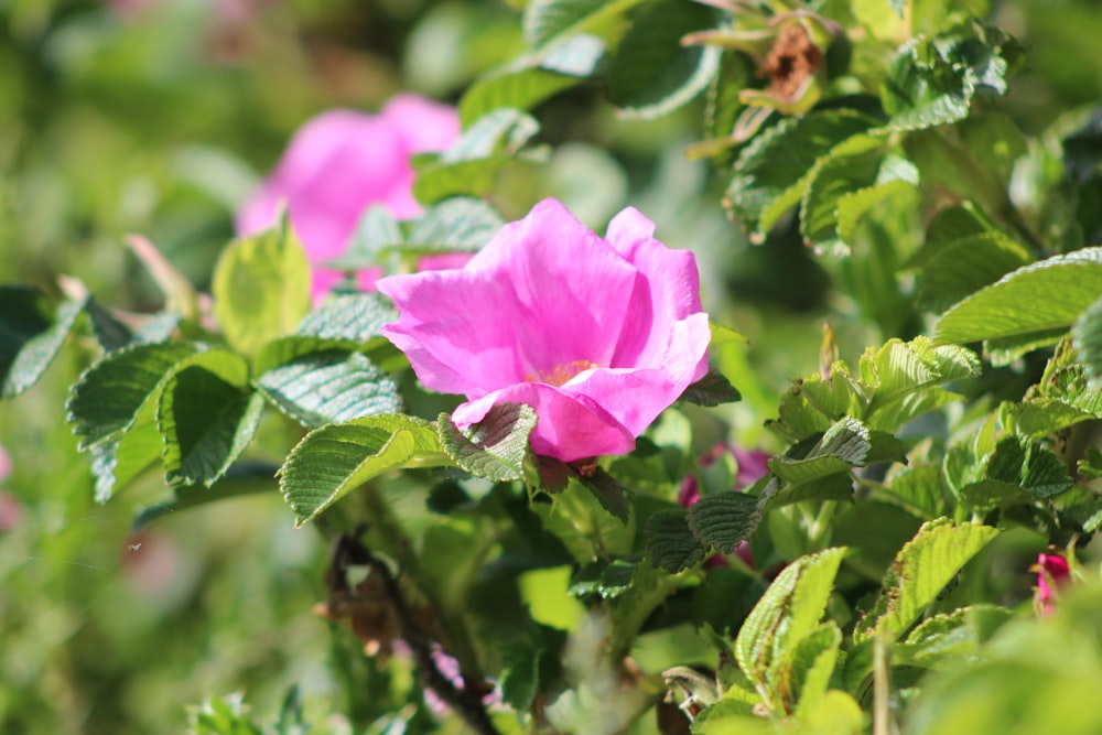 a close up of a pink flower on a bush