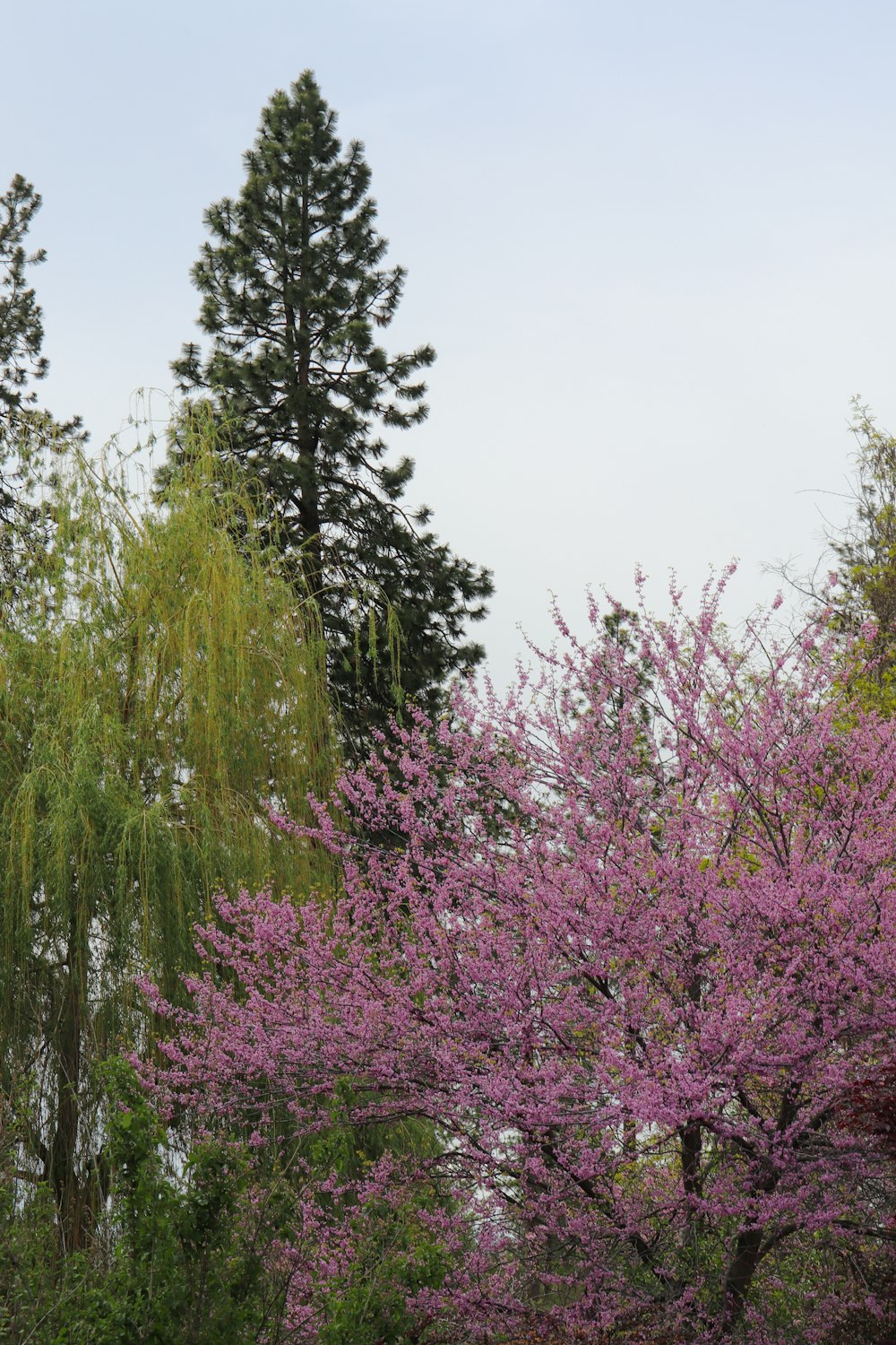 trees with purple flowers in the foreground and green trees in the background
