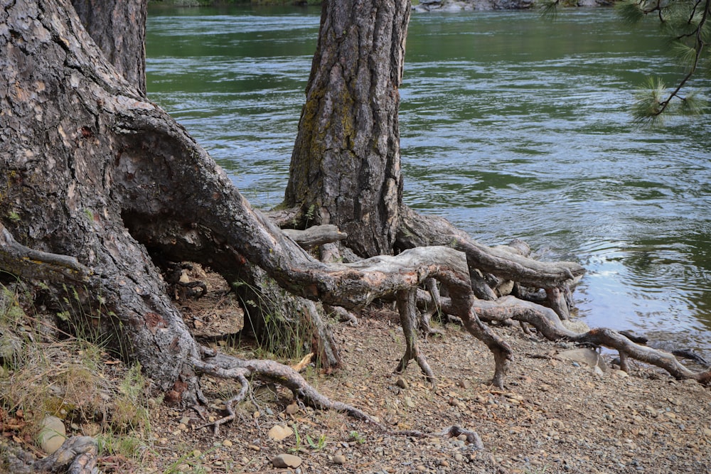 a group of trees that are next to a river