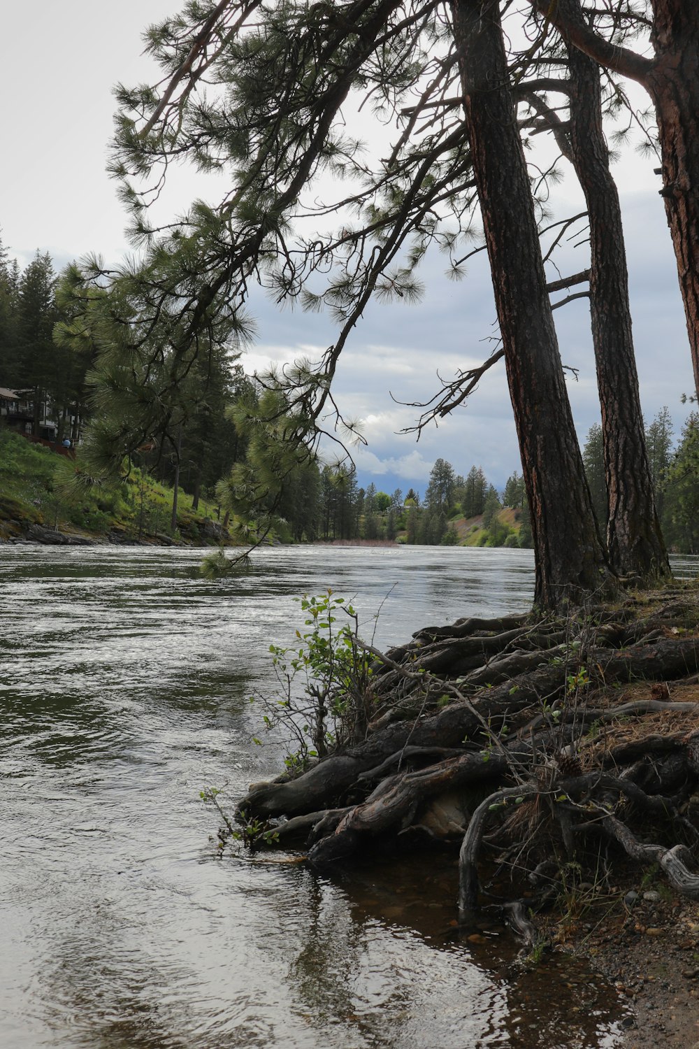 a body of water surrounded by trees and grass