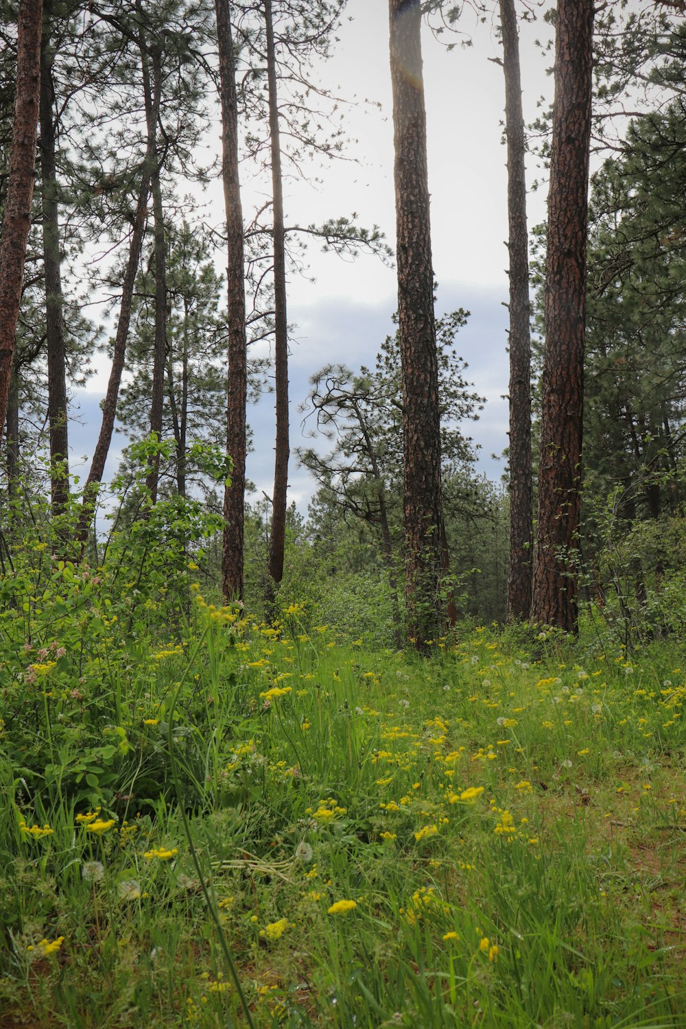 a forest with lots of tall trees and yellow flowers