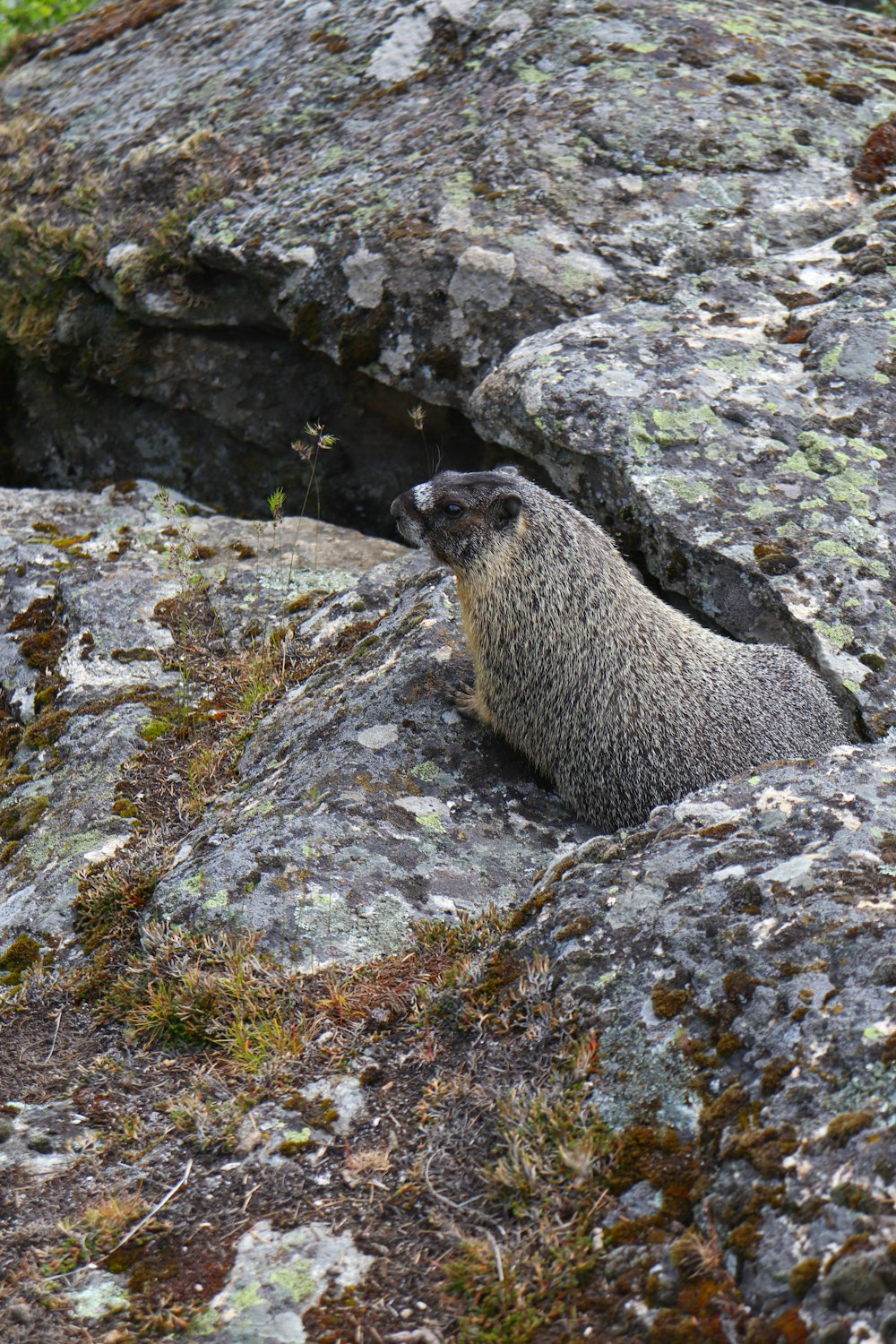 a small animal sitting on top of a large rock