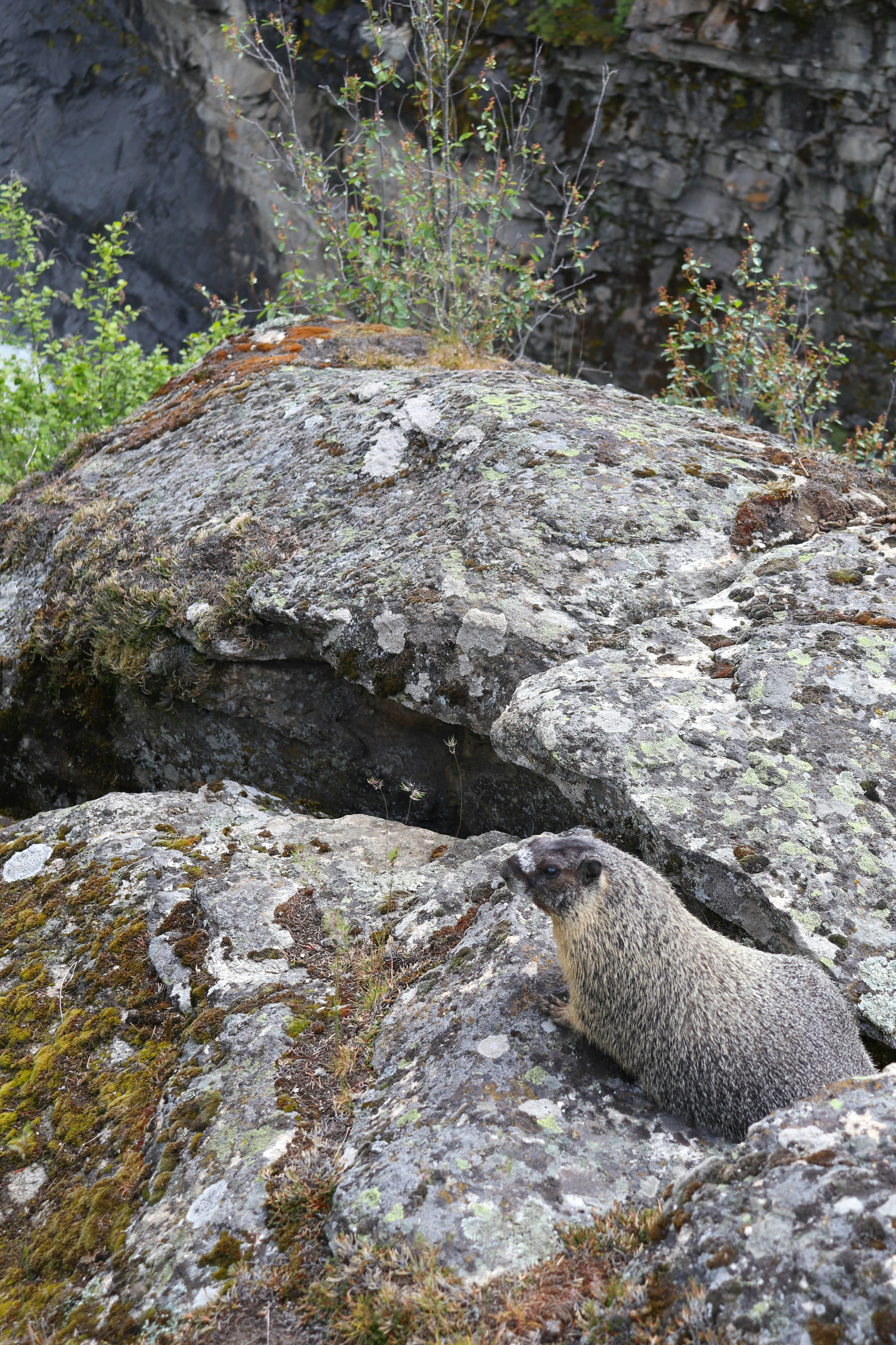 A groundhog sitting on rocks next to a valley.