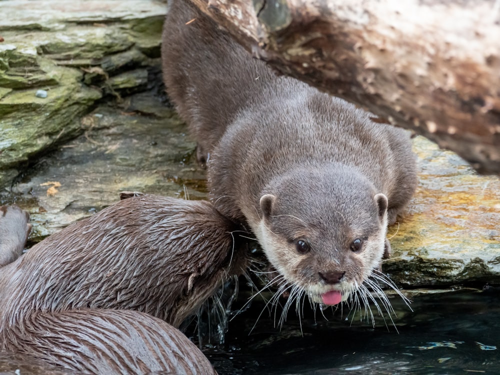 a couple of otters standing next to each other