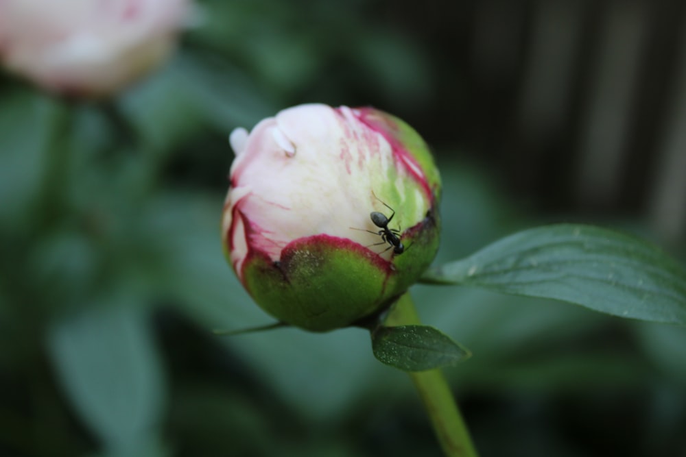 a close up of a flower with a bug on it