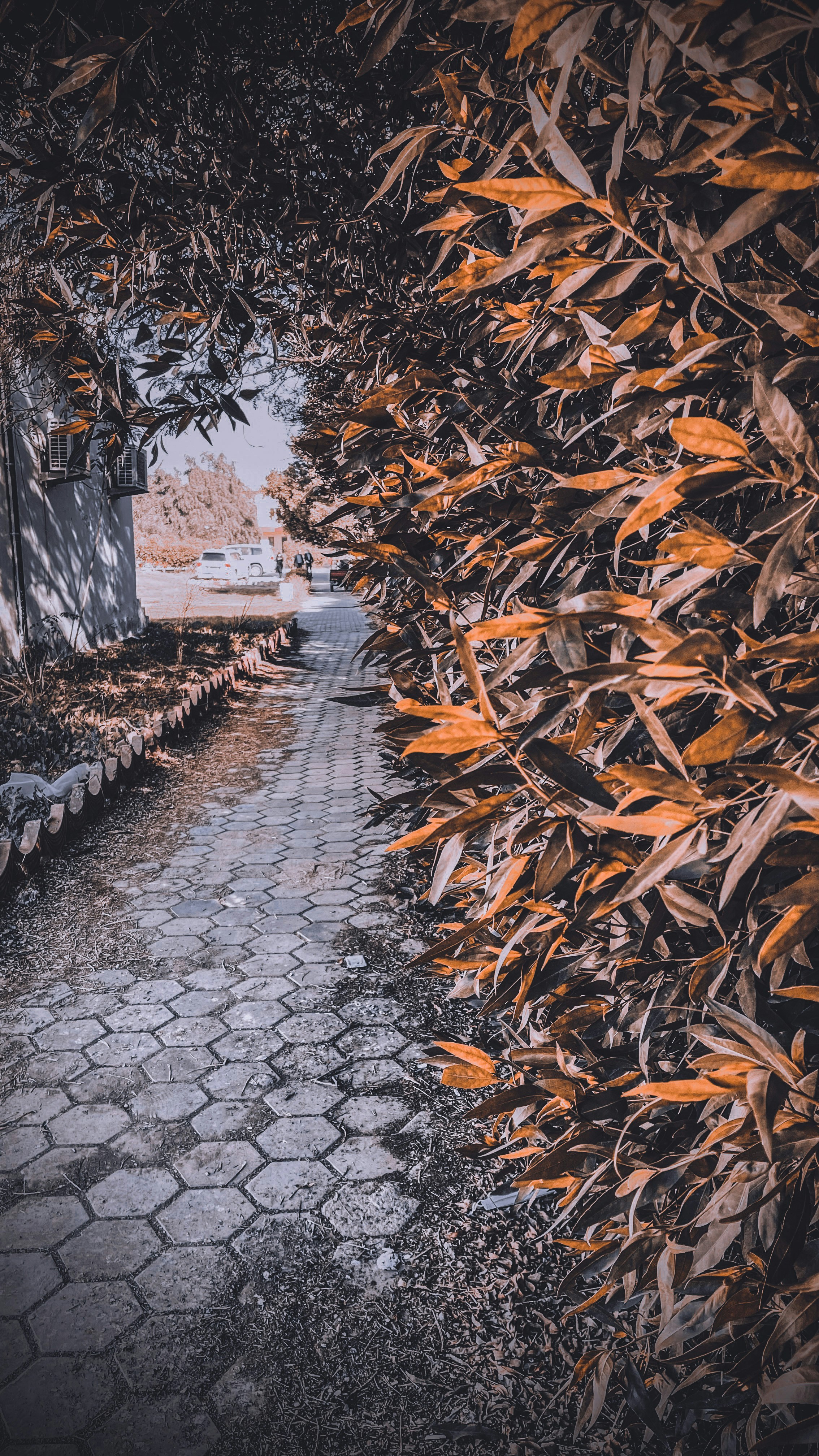 A pathway lined with lots of leaves next to a building photo – Free ...