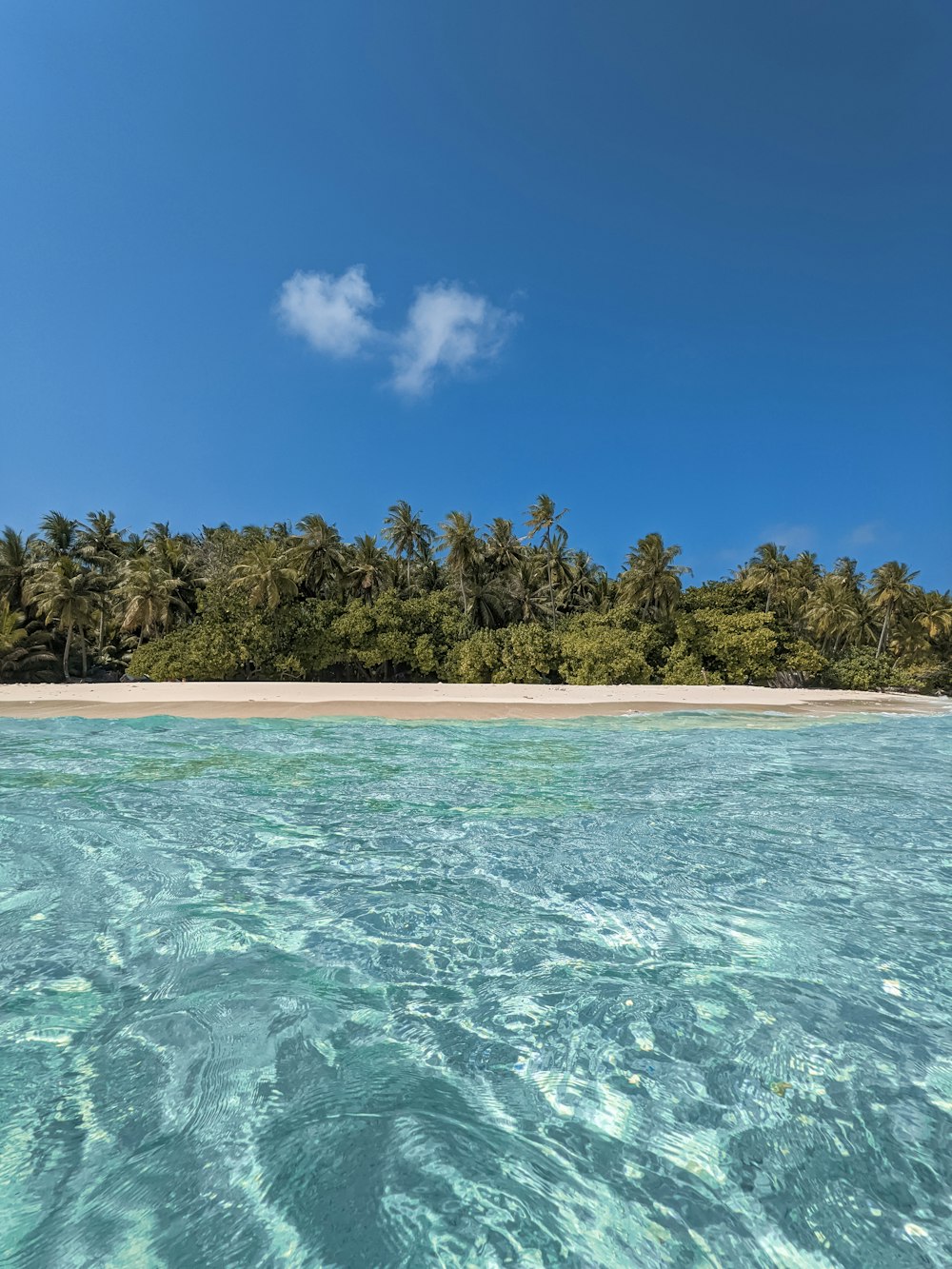 a tropical island with palm trees in the background