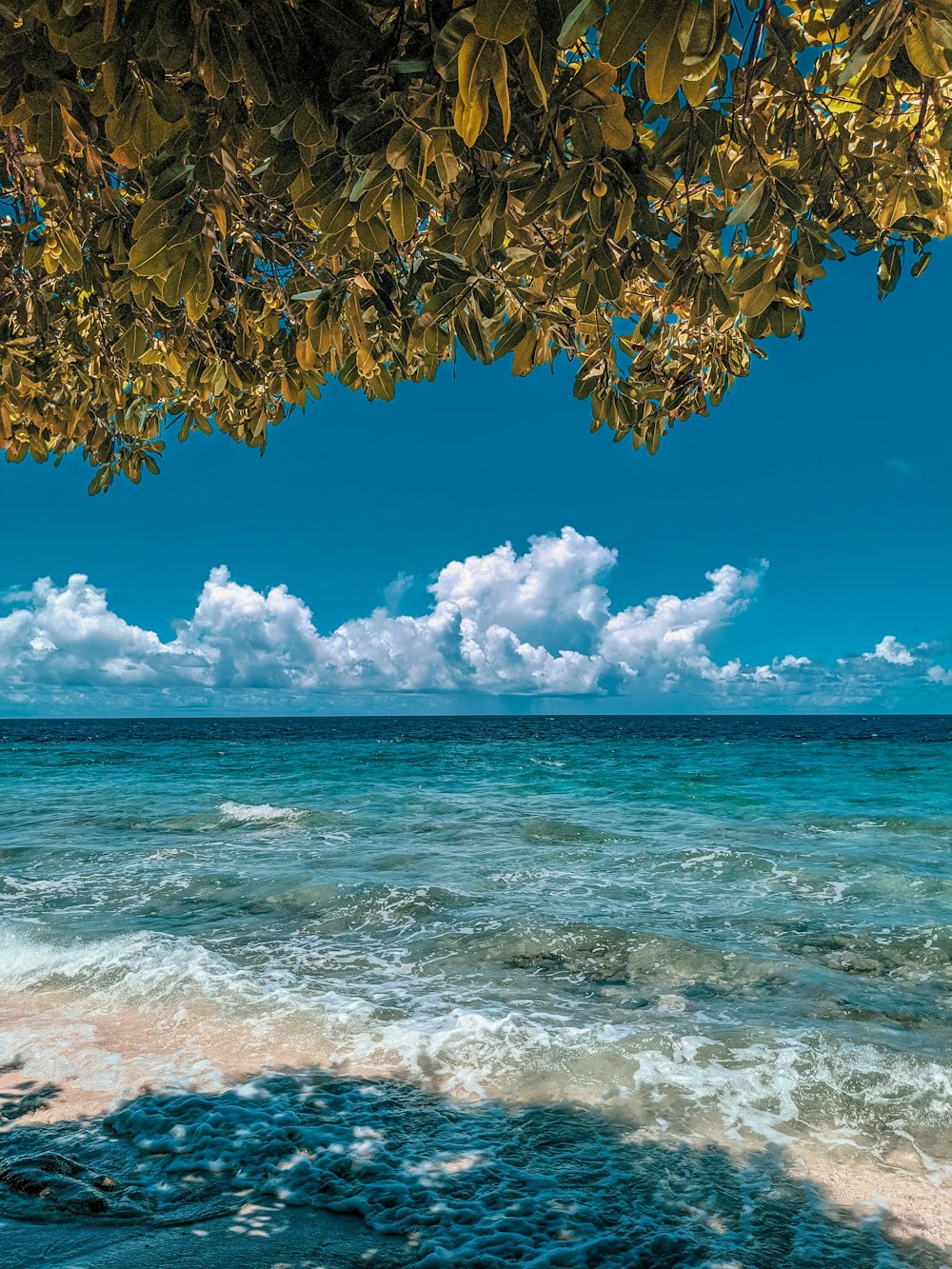 a view of the ocean from under a tree