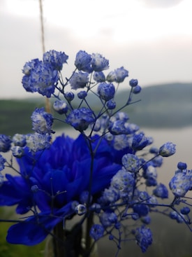 A close-up of vibrant blue and white flowers with delicate petals. The background is blurred, featuring a natural landscape with what seems to be water and hills, giving a serene and peaceful ambiance.