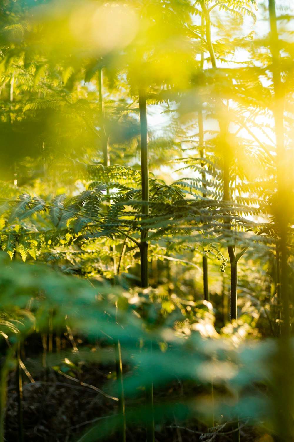 the sun is shining through the trees in the forest