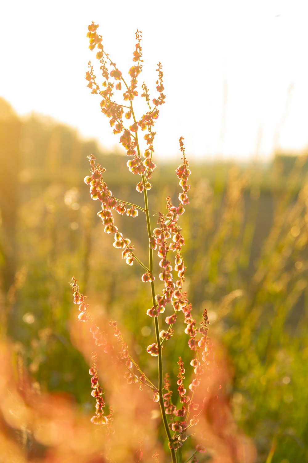 a close up of a flower in a field