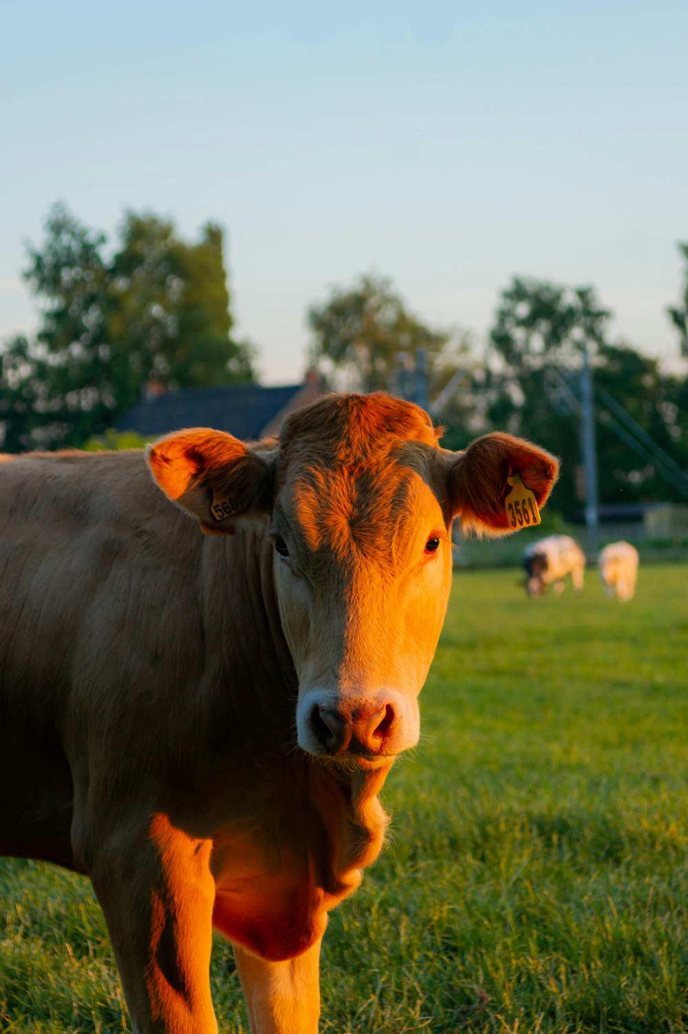 a brown cow standing on top of a lush green field