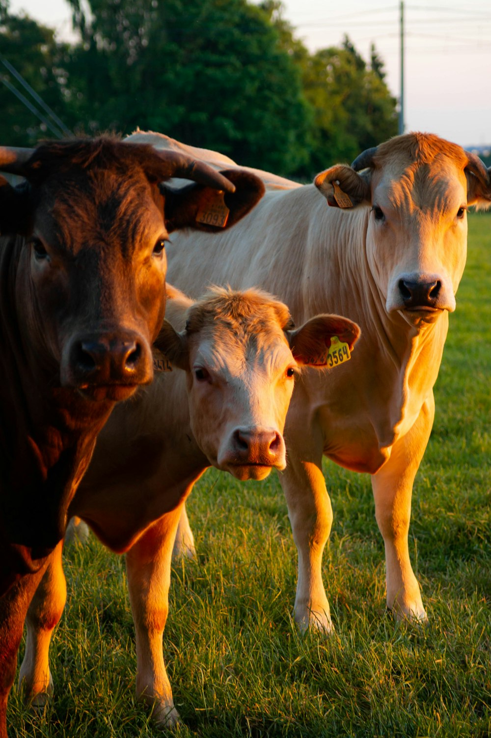 a group of cows standing on top of a lush green field