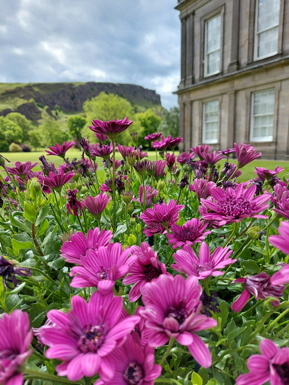 a field of purple flowers in front of a building