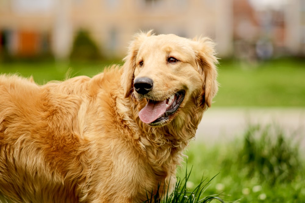 a dog that is standing in the grass