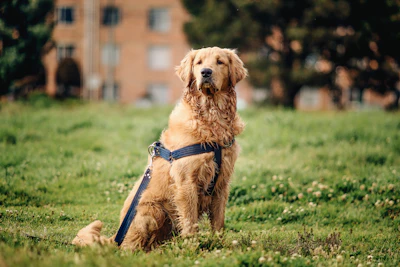 a dog that is sitting in the grass