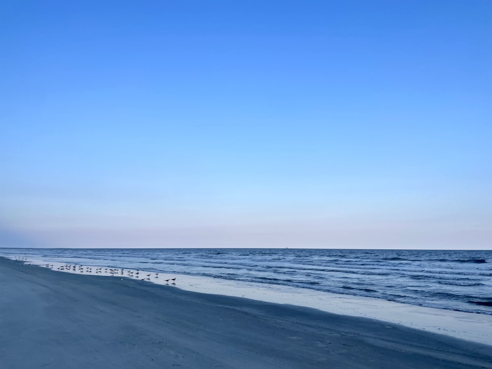 une plage de sable avec une ligne de mouettes