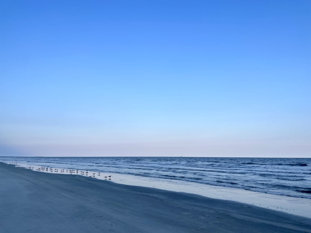 a sandy beach with a line of seagulls on it