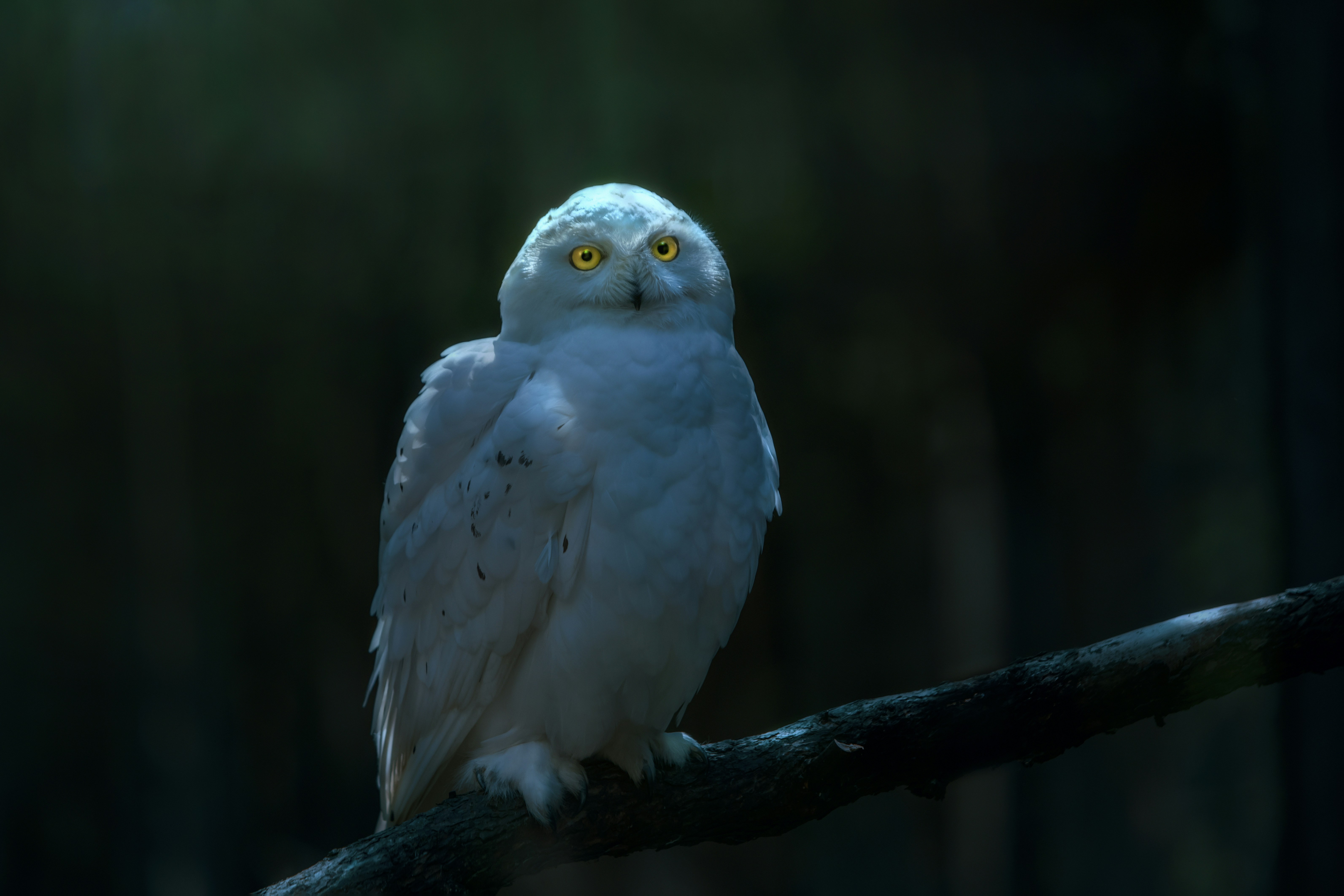 Photo by erik_karits