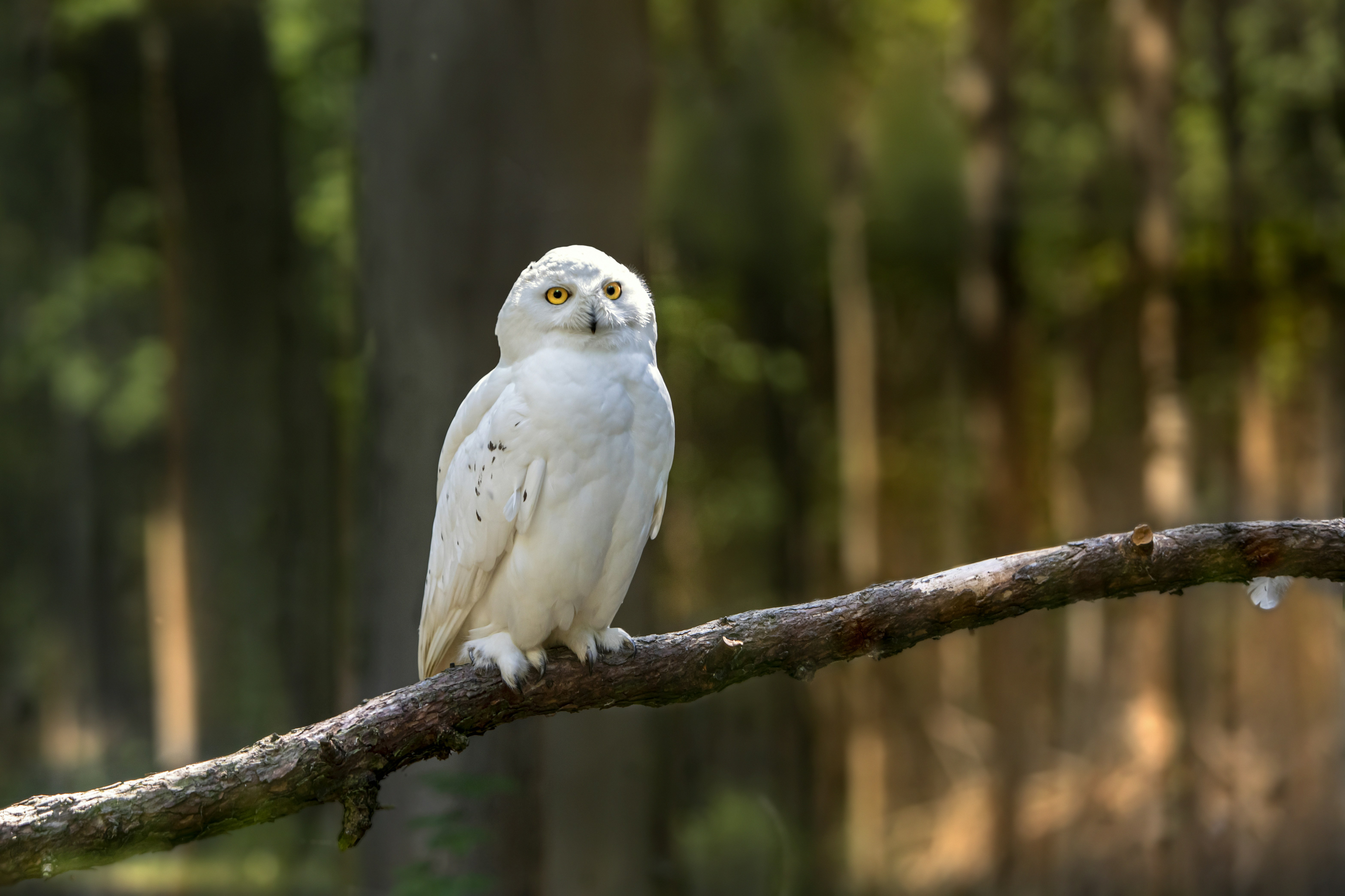 Snowy owl (Bubo scandiacus)